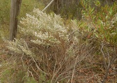 Olearia lanuginosa