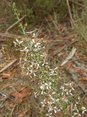 Olearia lanuginosa