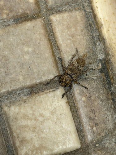 Rhytiphora bankii observed 2026-04-19