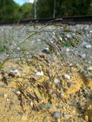 Panicum miliaceum ruderale