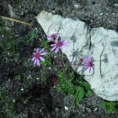 Senecio cymbalarifolius