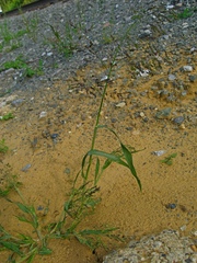 Panicum miliaceum ruderale