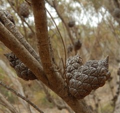 Allocasuarina muelleriana