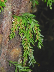 Tmesipteris parva