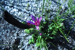 Senecio cymbalarifolius