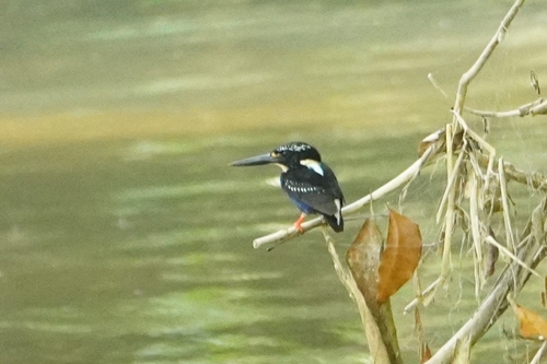 Northern Silvery Kingfisher (Ceyx flumenicola)