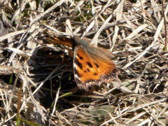 Nymphalis xanthomelas