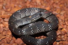 Pareas margaritophorus