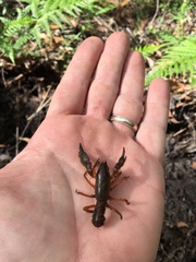 Engaeus affinis