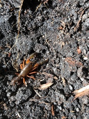 Engaeus affinis