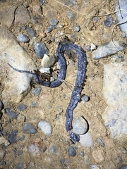 Pareas margaritophorus