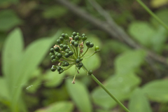 Allium ochotense