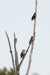 Bombycilla garrulus