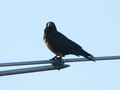 Corvus corone