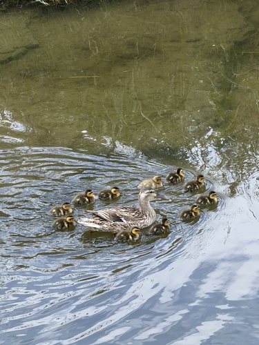 Mallard photographed in California