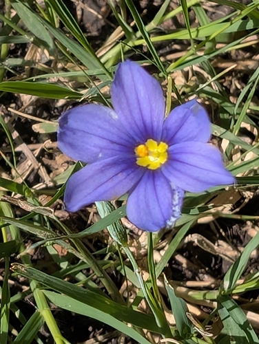 Sisyrinchium pruinosum, photograph 4