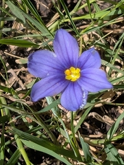 Sisyrinchium pruinosum, photograph author not stated, no rights reserved