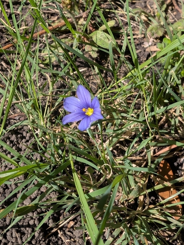 Sisyrinchium pruinosum, photograph 5