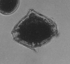 Entzia acuta