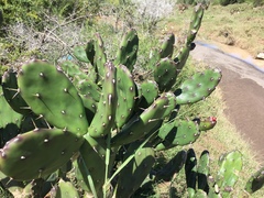 Opuntia elata