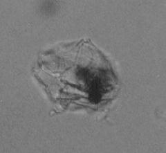 Entzia acuta