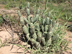 Tephrocactus articulatus