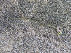 Eulalia microphylla