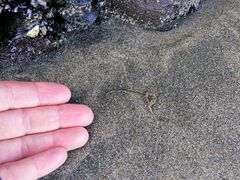 Eulalia microphylla