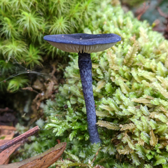 Entoloma panniculus