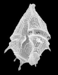 Peridiniopsis quadridens