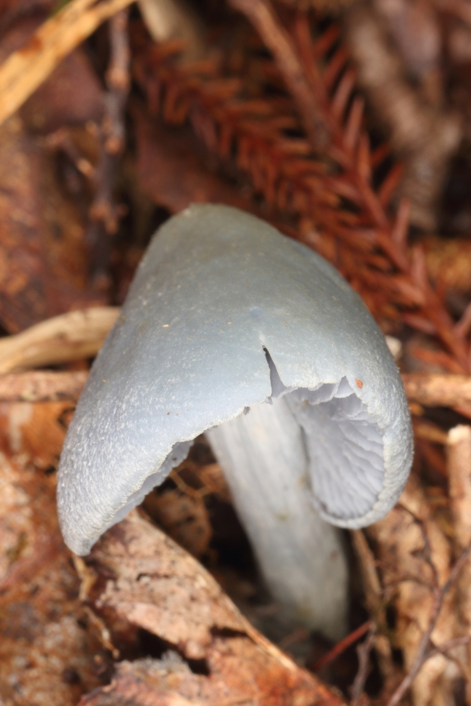 Entoloma hochstetteri · April 2026 · photo: © jacobl (iNaturalist, cc-by-nc-sa)