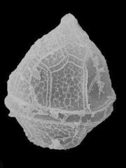 Peridiniopsis quadridens