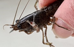 Cherax preissii