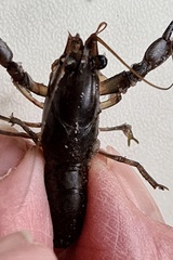 Cherax preissii