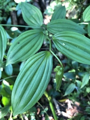 Disporum kawakamii