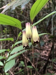 Disporum kawakamii