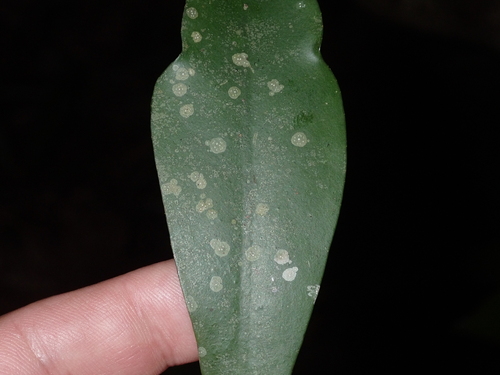 Gallaicolichen pacificus observed 2026-04-24