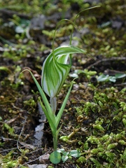 Pterostylis robusta