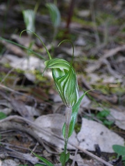 Pterostylis robusta