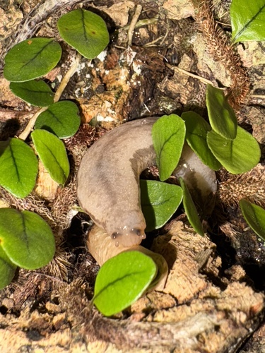 Meghimatium pictum