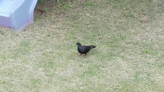 Columba livia domestica