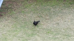 Columba livia domestica