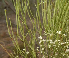 Choretrum glomeratum
