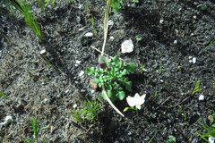 Senecio cymbalarifolius