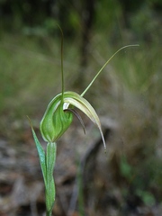 Pterostylis reflexa