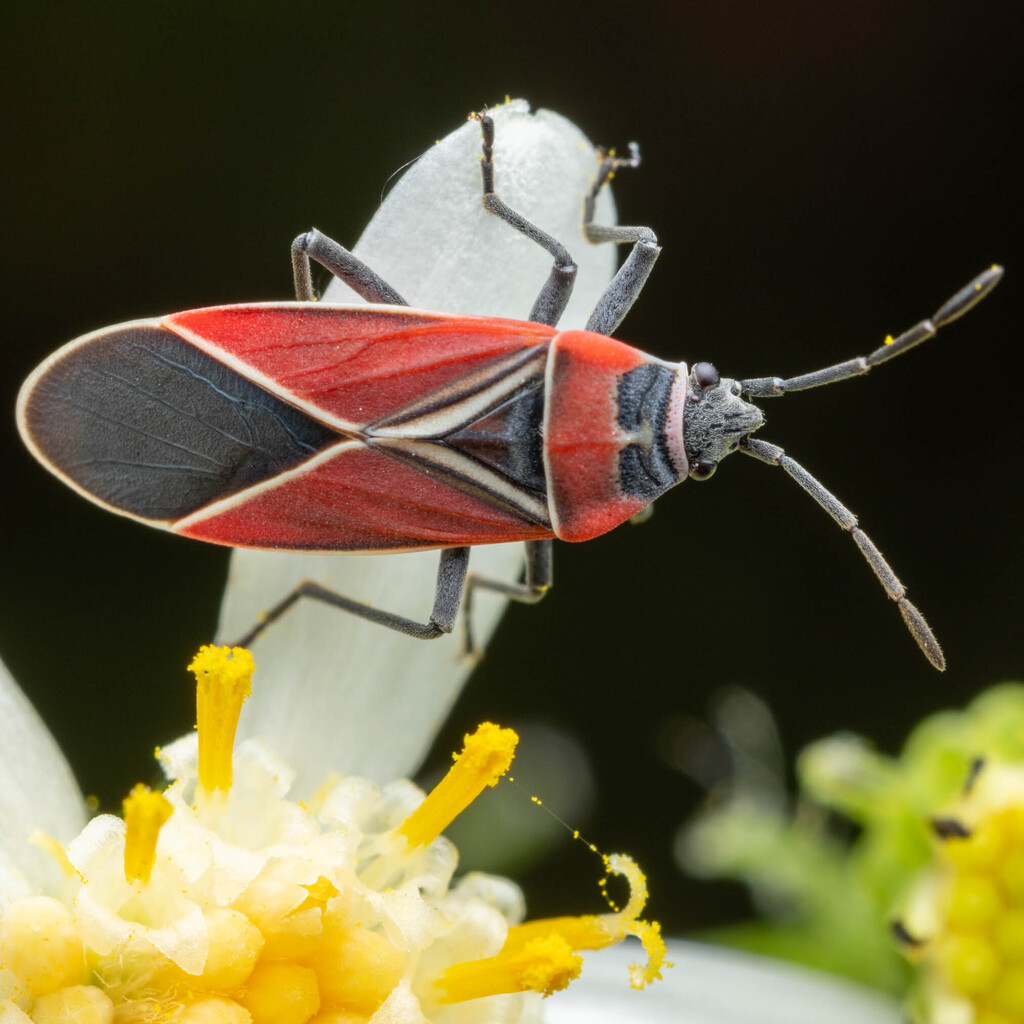 White-crossed Seed Bug from Skamania County, WA, USA on May 1, 2026 at ...