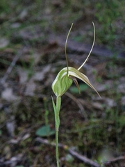 Pterostylis reflexa