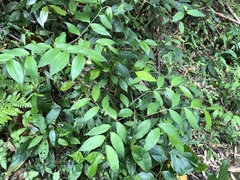 Disporum kawakamii