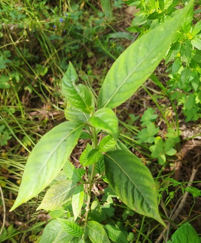 Achyranthes sicula observed 2026-05-02