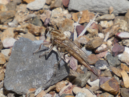Proctacanthella exquisita
